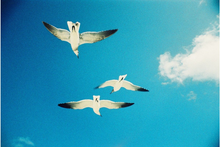 Load image into Gallery viewer, La Sardina & Flash - Telefonbuch