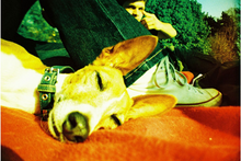 Load image into Gallery viewer, La Sardina & Flash - Telefonbuch
