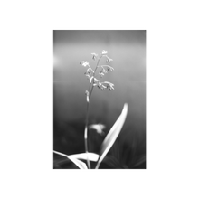 Load image into Gallery viewer, Lomography B&W ISO13/35MM Babylon KINO Film