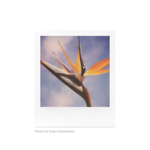 Load image into Gallery viewer, Polaroid SX-70 Color Film