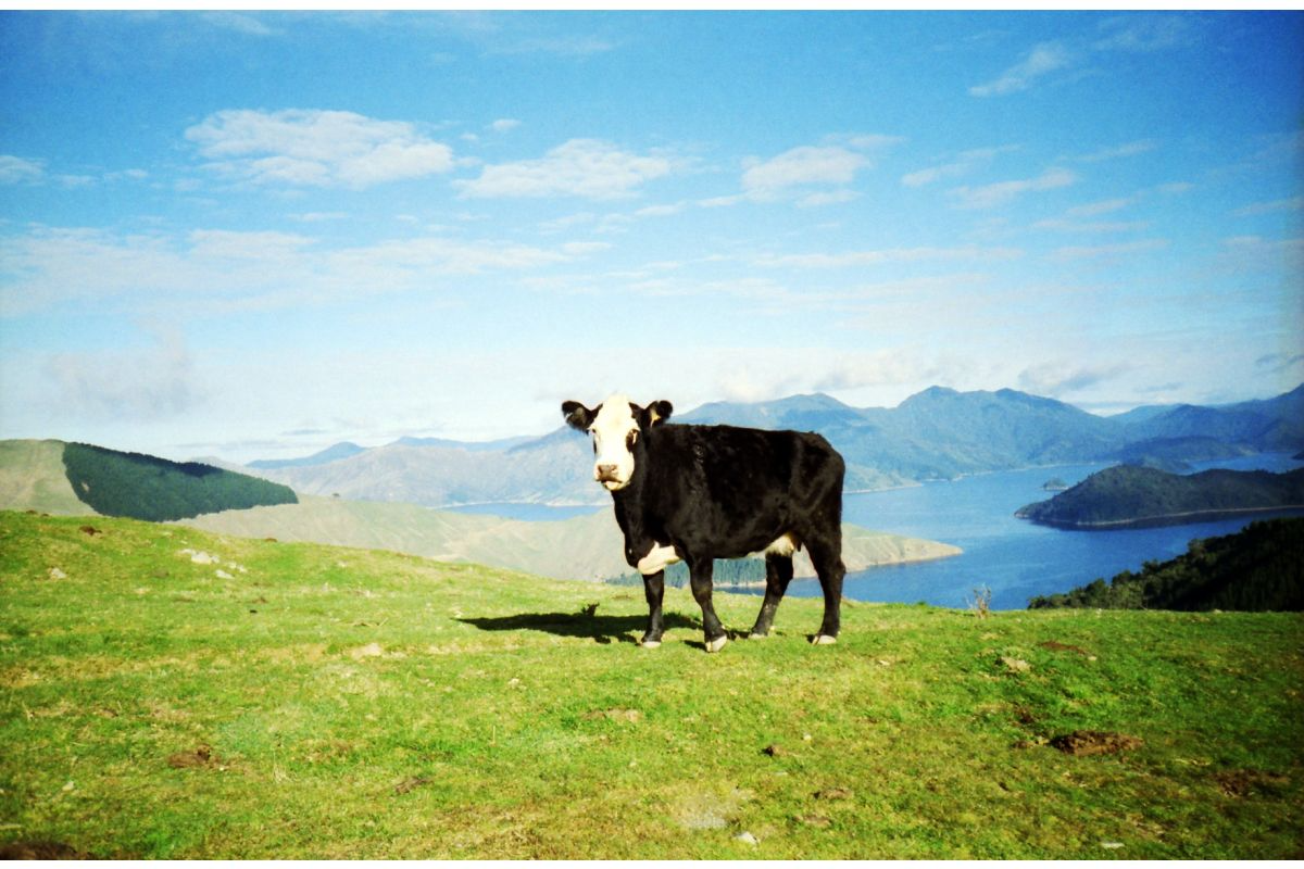 Lomography Color Negative 100 — sample photo
