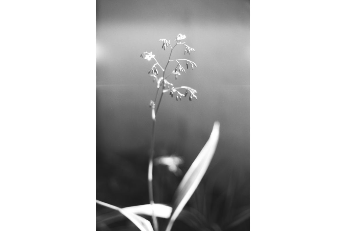 Lomography B&W ISO13/35MM Babylon KINO Film