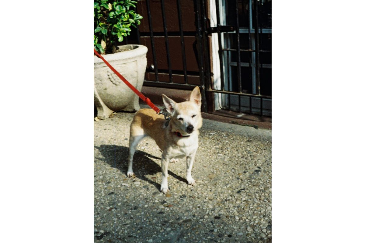 Lomography Color Tiger 110 — box front