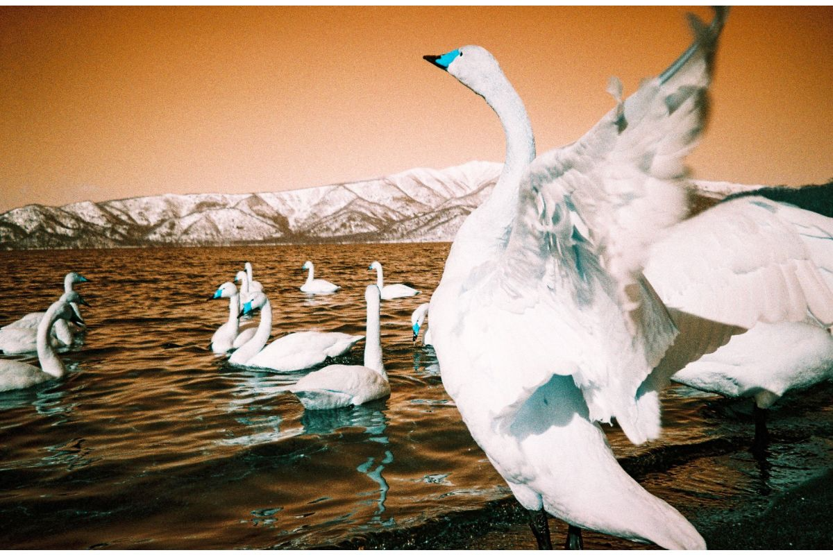 Analogue Trio Mixed Film Pack — sample photo