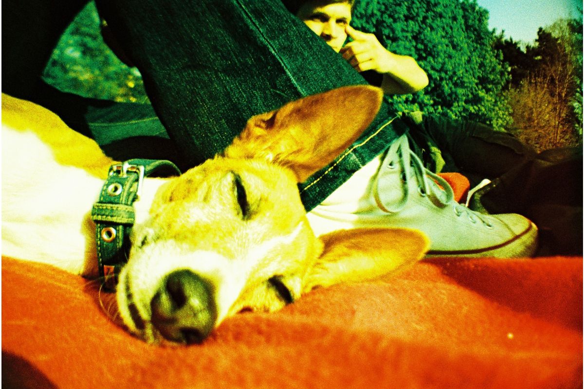 La Sardina & Flash - Telefonbuch