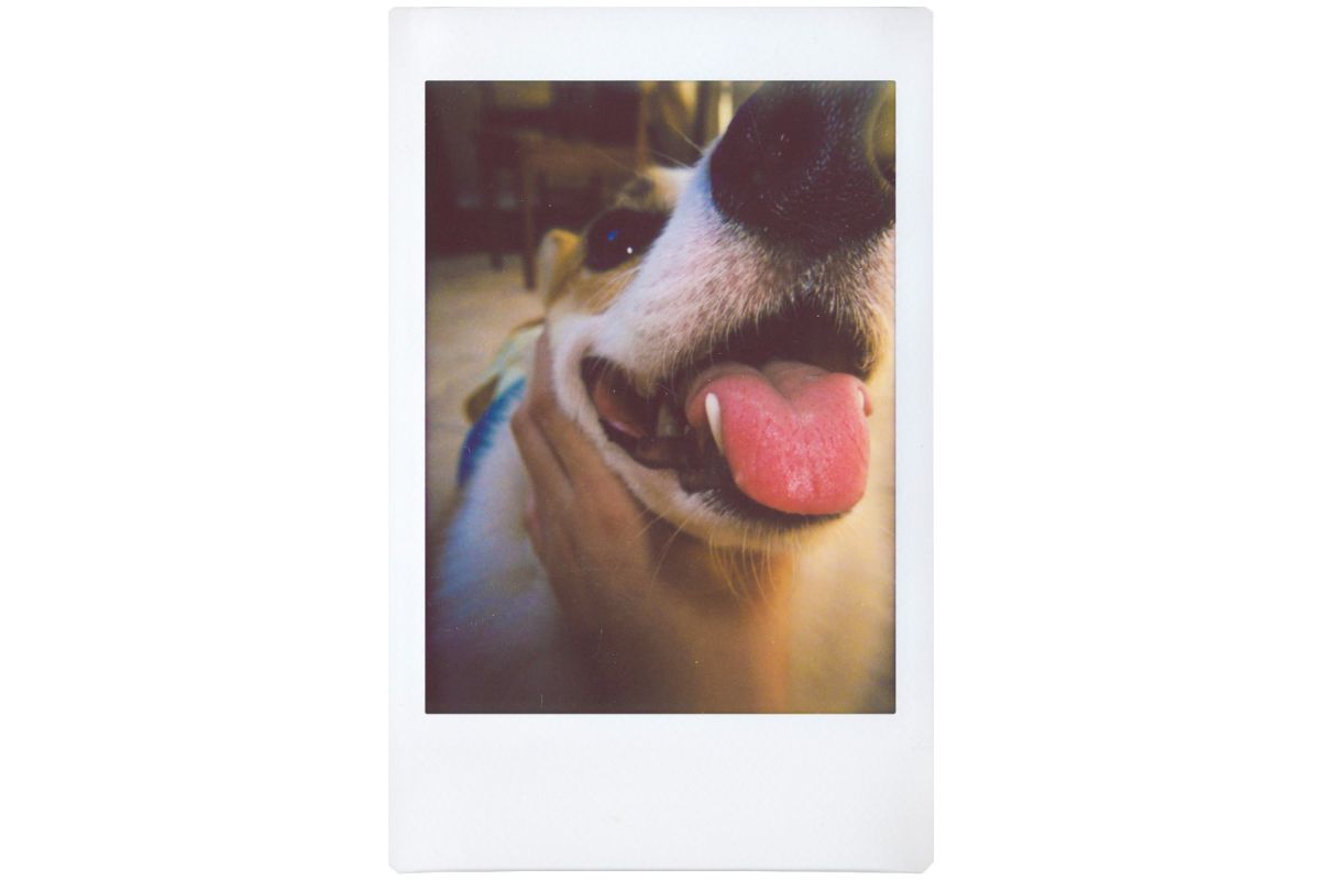 Lomo Instant Automat - Glass & Lenses - Serengeti