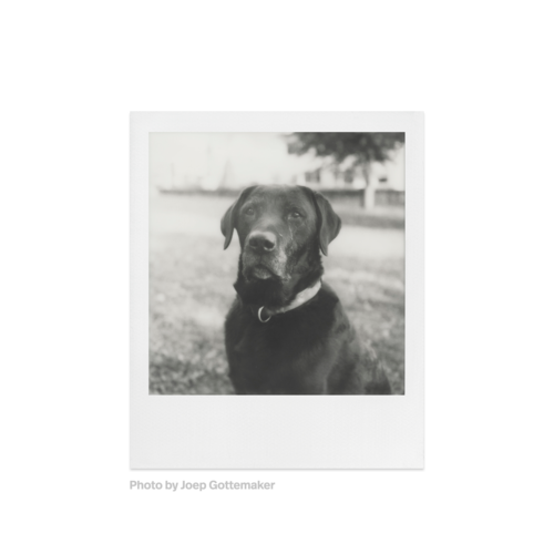 Polaroid SX-70 B&W Film — instant photo sample