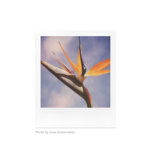 Polaroid SX-70 Color Film — instant photo sample