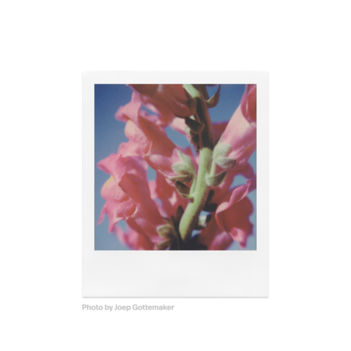 Polaroid SX-70 Color Film — instant photo sample